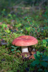 Edible small mushroom Russula with red russet cap in moss autumn forest background. Fungus in the natural environment. Big mushroom macro close up. Inspirational natural summer or fall landscape