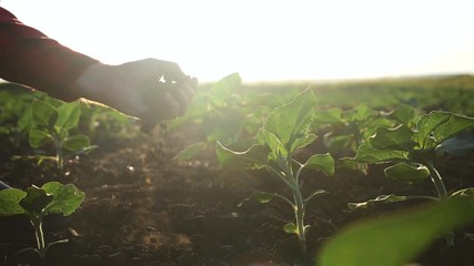 A farmer sitting in a green field, holds in his hands fertile soil In the sun at sunset. The agronomist checks the fertility of the soil. Agriculture concept
