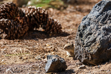 Curious Ground Squirrel in California