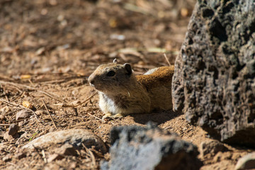 Naklejka na ściany i meble Curious Ground Squirrel in California