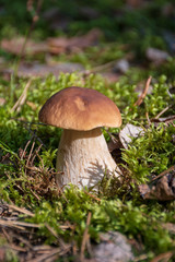 Tasty edible mushroom boletus edulis, penny bun, cep, porcino or porcini in a beautiful forest among moss, close up, vertical