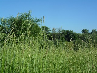 grass and blue sky