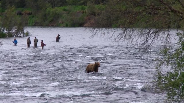 MWS unidentifiable anglers with grizzly bear in foreground