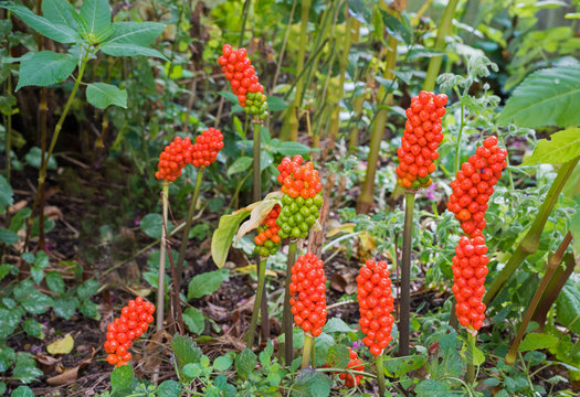 Aronsstab - arum, mit roten Beeren. Giftpflanze im Garten