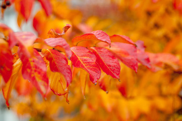 Sambucus / Elder shrub/ Elderberry tree in autumn. Yellow, orange and red leaves on branches. Fall season