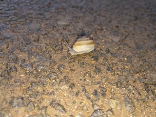 snail on the rock