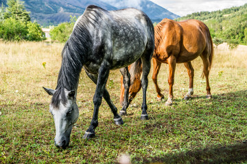 Obraz premium chevaux