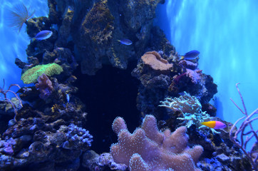 Naklejka na ściany i meble Fish swim in the sea. The inhabitants of the aquarium.