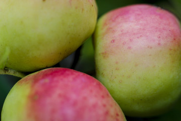 three apples ripe