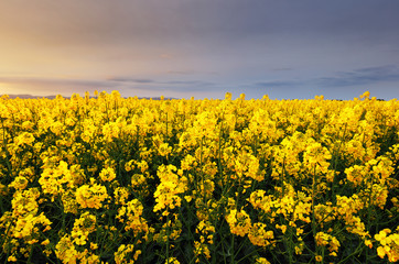Fototapeta premium Canola yellow field, landscape on a background of clouds at sunset, Rapeseed