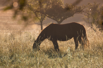 chevaux dans la lumière