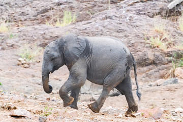 African Elephant calf, with wet feet and trunk, walking