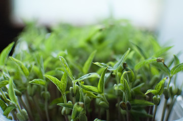 Green mung bean seeds germinating in plastic box. Growth of fresh and raw sprouts. Healthy food concept, microgreens farming at home