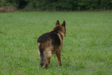 berger allemand