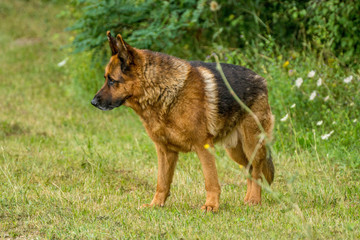 berger allemand