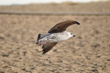 Gaviota volando sobre la playa