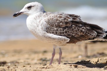 Gaviota sobre la arena
