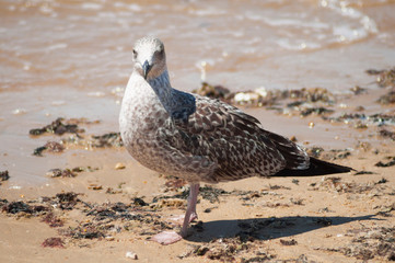 Gaviota parda