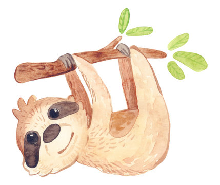 98 Best Baby Sloth Images Stock Photos Vectors Adobe Stock 98 Best Baby Sloth Images Stock Photos Vectors Adobe Stock