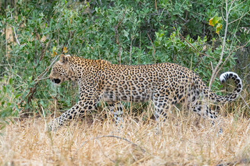 Leopard, Panthera pardus, with curved tail, walking between grass