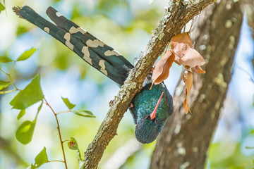 Green wood-hoopoe, Phoeniculus purpereus, in an upside-down position