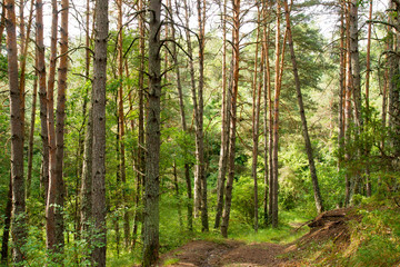 Obraz premium forêt