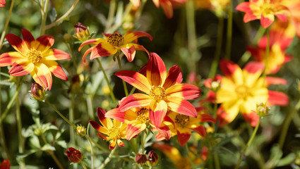 Gros plan sur fleur bicolore, rouge et jaune dorée de Bidens ferulifolia