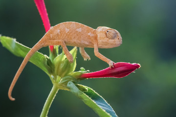 flower and baby chameleon © mehmetkrc