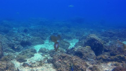 Squid Pair Swimming Underwater In Calm Blue Sea Water On Peaceful Coral Reef. Graceful Southern Calamari Reef Squid & Sunlit Sea Surface. Beautiful Colourful Marine Life & Aquatic Underwater Wildlife