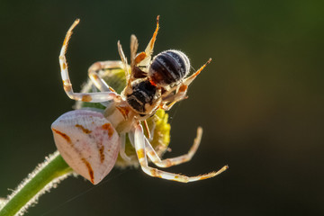 hunter spider