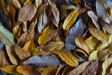 Yellow and orange autumn leaves background. Outdoor. Colorful backround image of fallen autumn leaves perfect for seasonal use. Space for text.