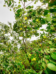 Pears on tree in fruit garden