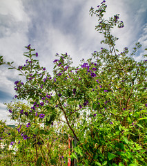 lower of solanum in a garden near la spezia