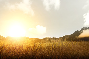 Dry grass field with mountain and sunlight
