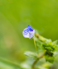detail of Myosotis in a meadow