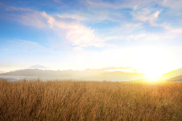 Fototapeta premium Dry grass field with sunlight