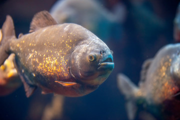 detail of piranha in aquarium