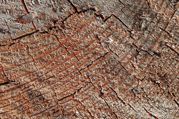 A cut surface of a dry tree with cracks  closeup. Macro, texture, design, wallpaper