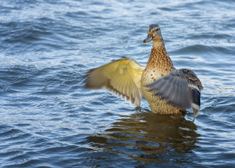 Female wild duck, Mallard Anas Platyrhynchos flaps her wings. Portrait