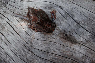 The surface of a dry tree with cracks and a knot close-up. Macro, texture, design, wallpaper