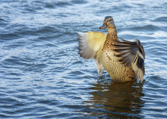 Female wild duck, Mallard, Anas platyrhynchos with brown-speckled plumage. Autumn landscape