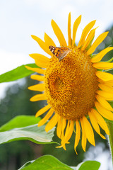 ヒマワリと蝶