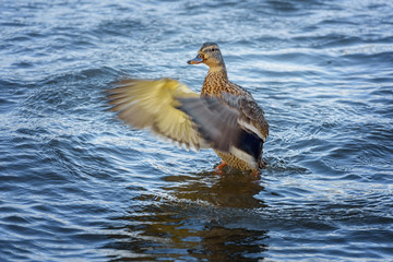Female wild duck, Mallard, Anas platyrhynchos with brown-speckled plumage flaps her wings. Autumn landscape of Onego See