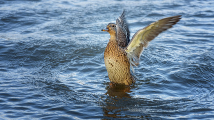 Female wild duck, mallard, Anas platyrhynchos with brown speckled plumage flaps its wings. Birds in the wild nature. Autumn landscape of the Onega Lake
