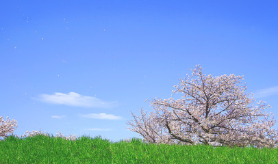 Fototapeta na wymiar 桜と青空と舞い上がる花びら