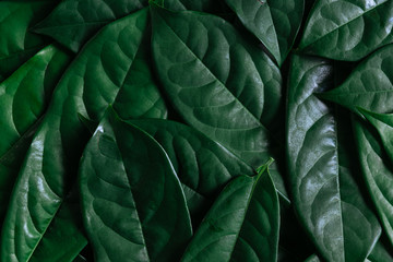 Green leaves background, Natural background and wallpaper,Flat lay.