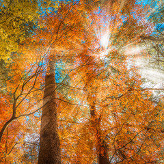 multi colour trees in the autumn forest