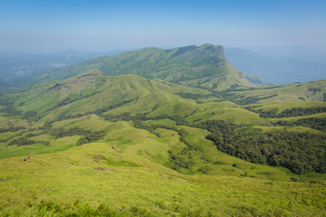 Fototapeta premium Trekking / Hiking at Kudremukh or Kudremukha national park in Chikmagalur, Karnataka, India. Nature walk amidst green landscape in monsoon season. Beautiful greenery in Forest/ jungle. Tiger reserve