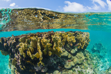 Underwater bladed fire coral, Millepora complanata landscape Reef scenery, coral fire  los roques -...
