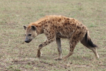 Spotted hyena walking and looking, Masai Mara National Park, Kenya.
